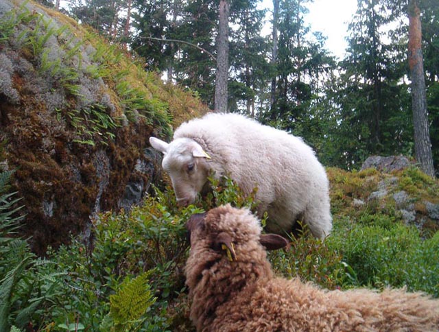 Two sheep eating